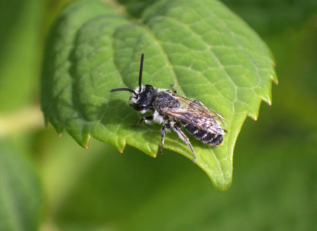 imenotterino: Maschio di Andrena sp.